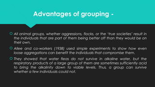 Advantages of grouping -
 All animal groups, whether aggressions, flocks, or the ‘true societies’ result in
the individuals that are part of them being better off than they would be on
their own.
 Allee and co-workers (1938) used simple experiments to show how even
loose aggregations can benefit the individuals that compromise them.
 They showed that water fleas do not survive in alkaline water, but the
respiratory products of a large group of them are sometimes sufficiently acid
to bring the alkalinity down to viable levels. Thus, a group can survive
whether a few individuals could not.
 