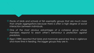  Flocks of birds and schools of fish exemplify groups that are much more
than simple aggregations because there is often a high degree of social
interaction between individuals.
 One of the most obvious advantages of a cohesive group whose
members respond to each other’s behaviour is protection against
predators.
 Elgar (1989) reported that birds and mammals spend less time in vigilance
and more time in feeding, the bigger groups they are in.
 