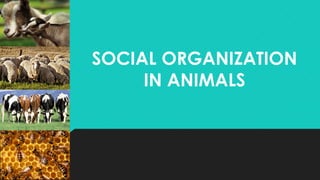 SOCIAL ORGANIZATION
IN ANIMALS
 