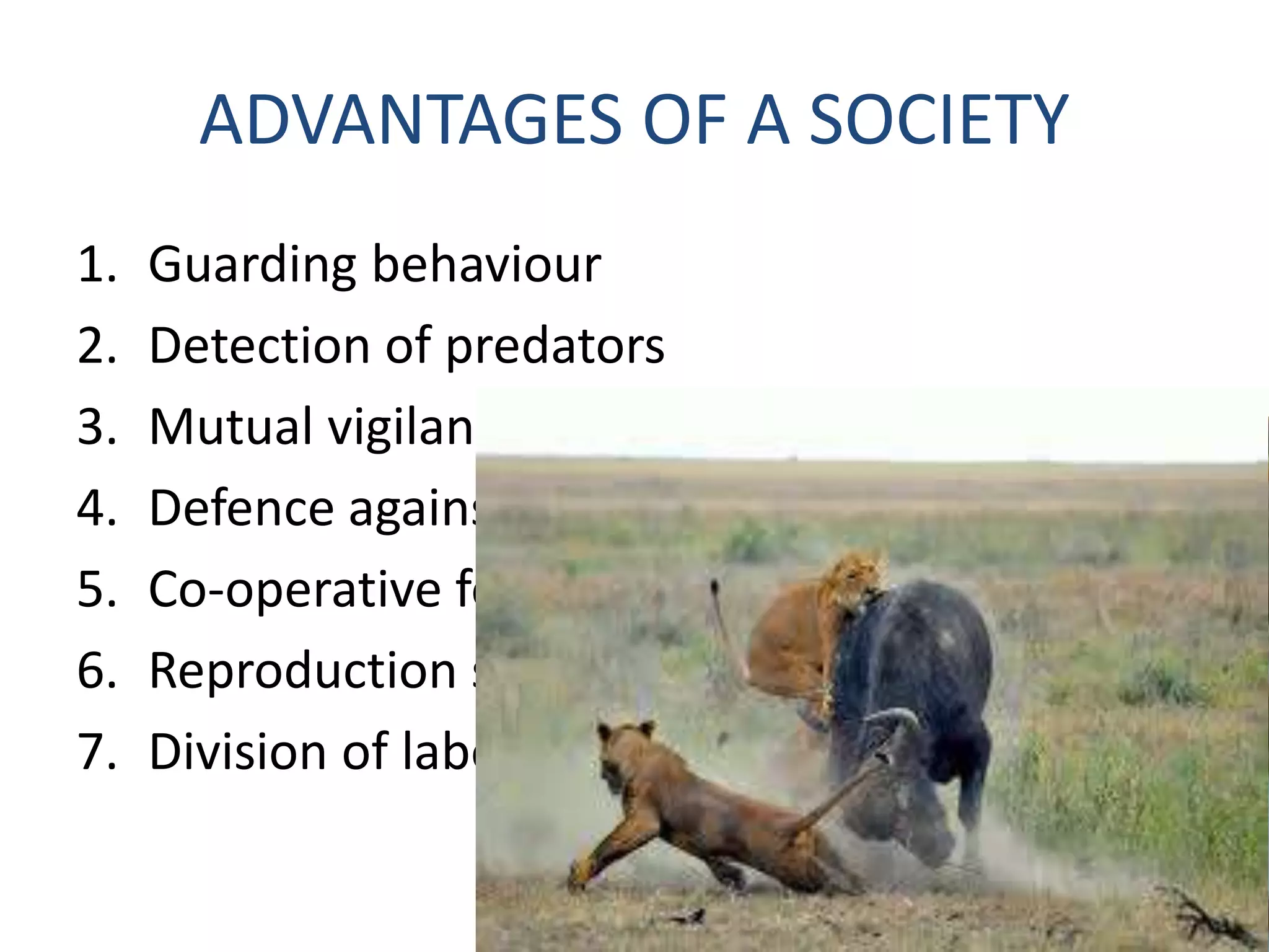 Social organization and social behaviour in insects | PPTX