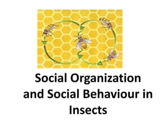 Social Organization
and Social Behaviour in
Insects
 