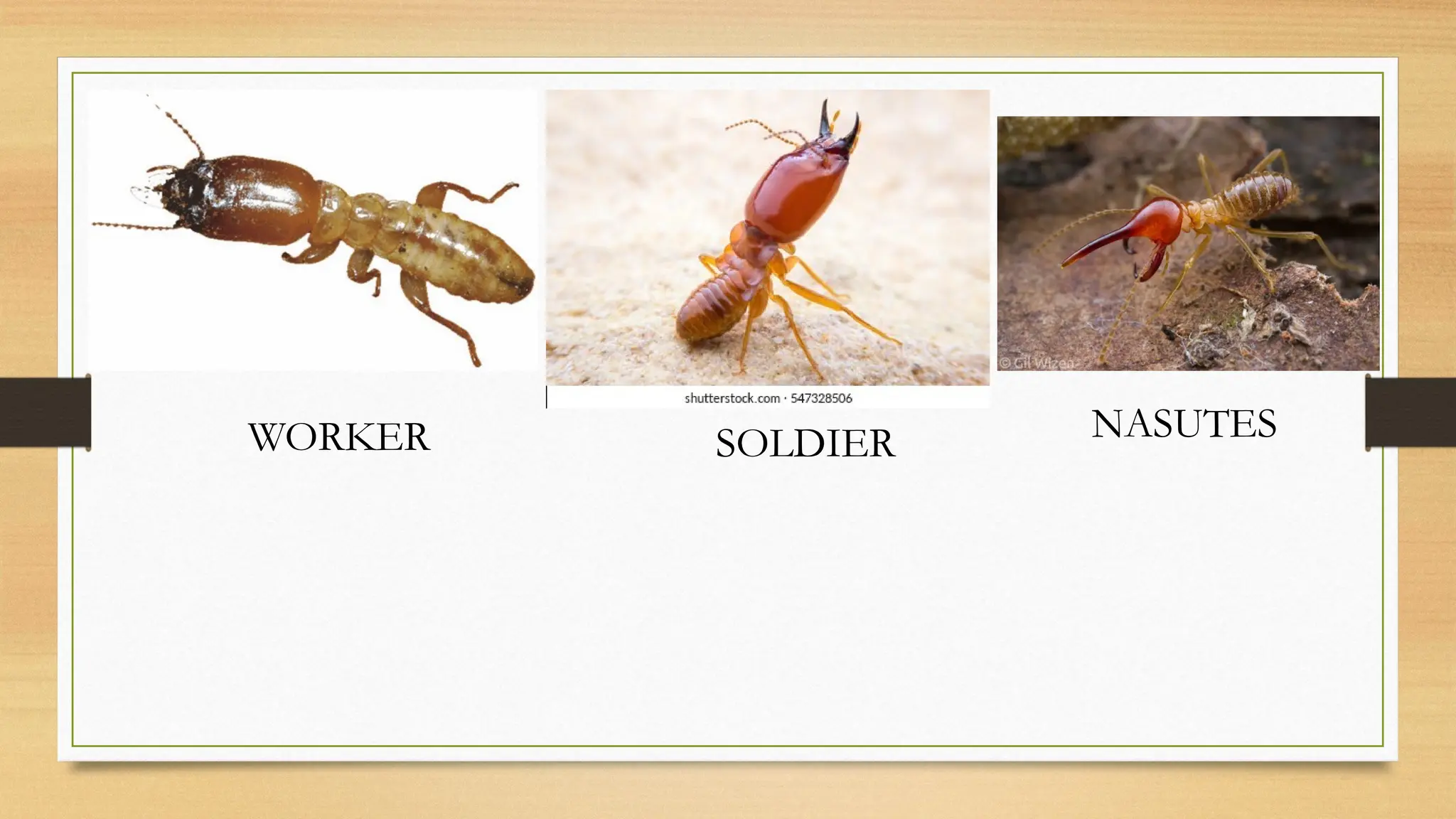 SOCIAL ORGANIZATION IN TERMITE for graduate studentsS.pptx