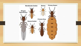 SOCIAL ORGANIZATION IN TERMITE for graduate studentsS.pptx