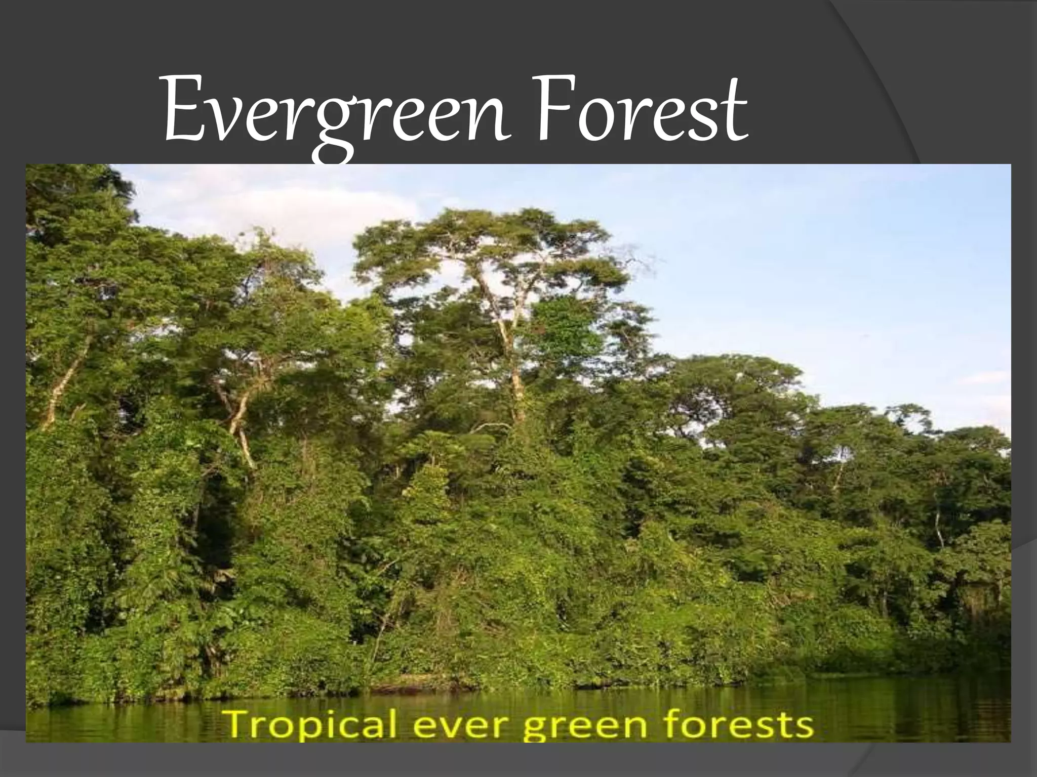 Evergreen Forest