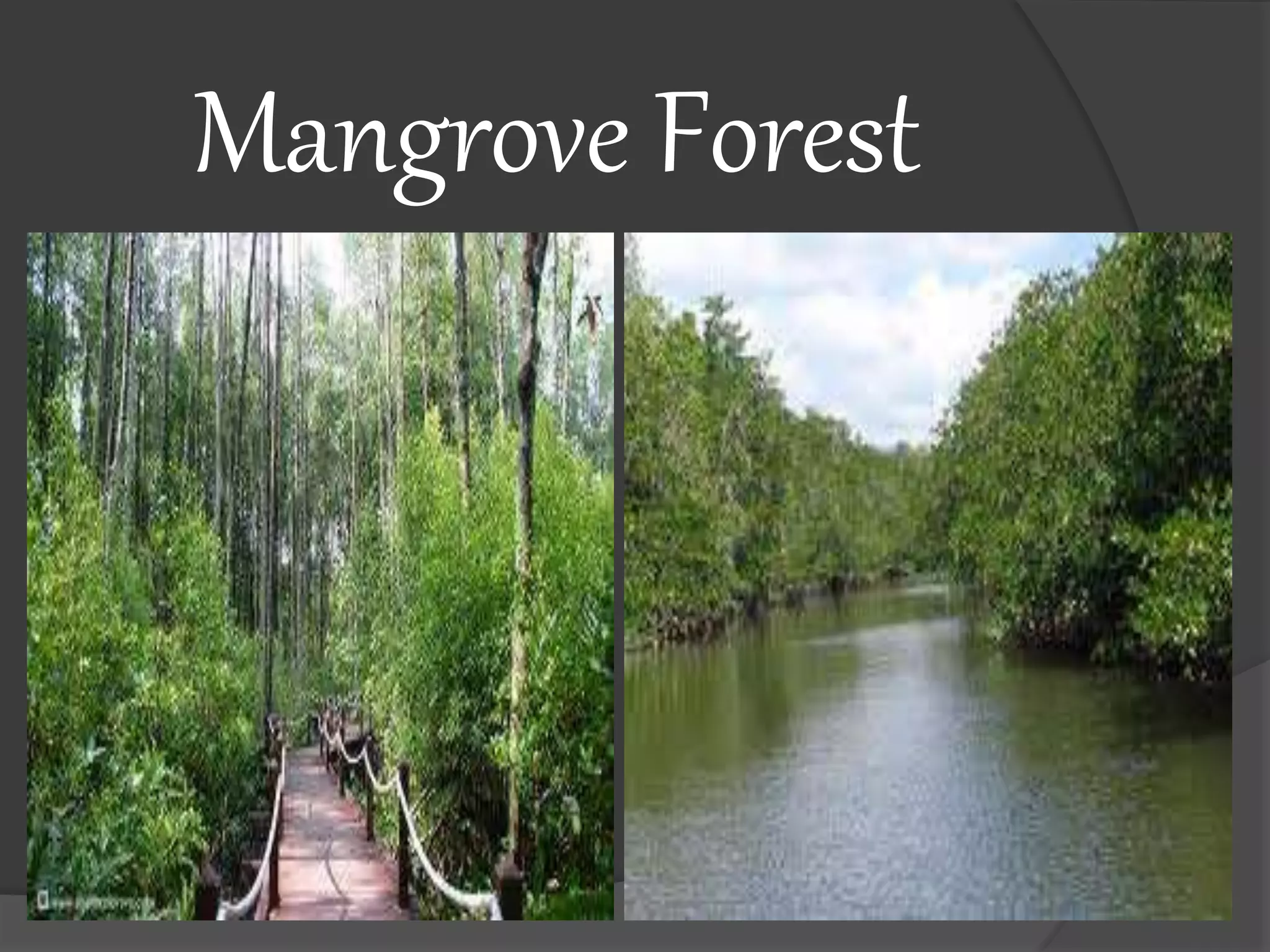 Mangrove Forest