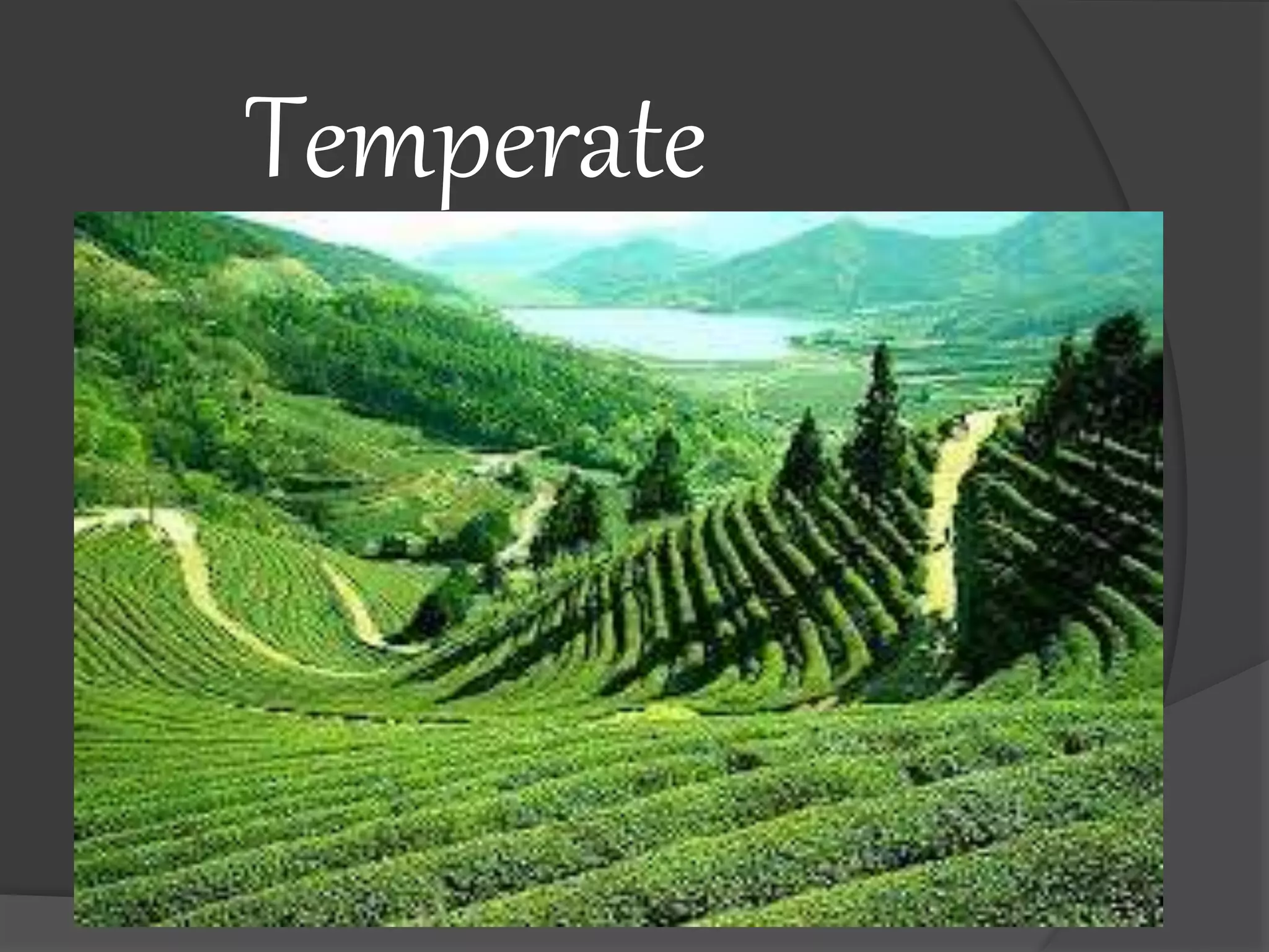 Temperate
forest