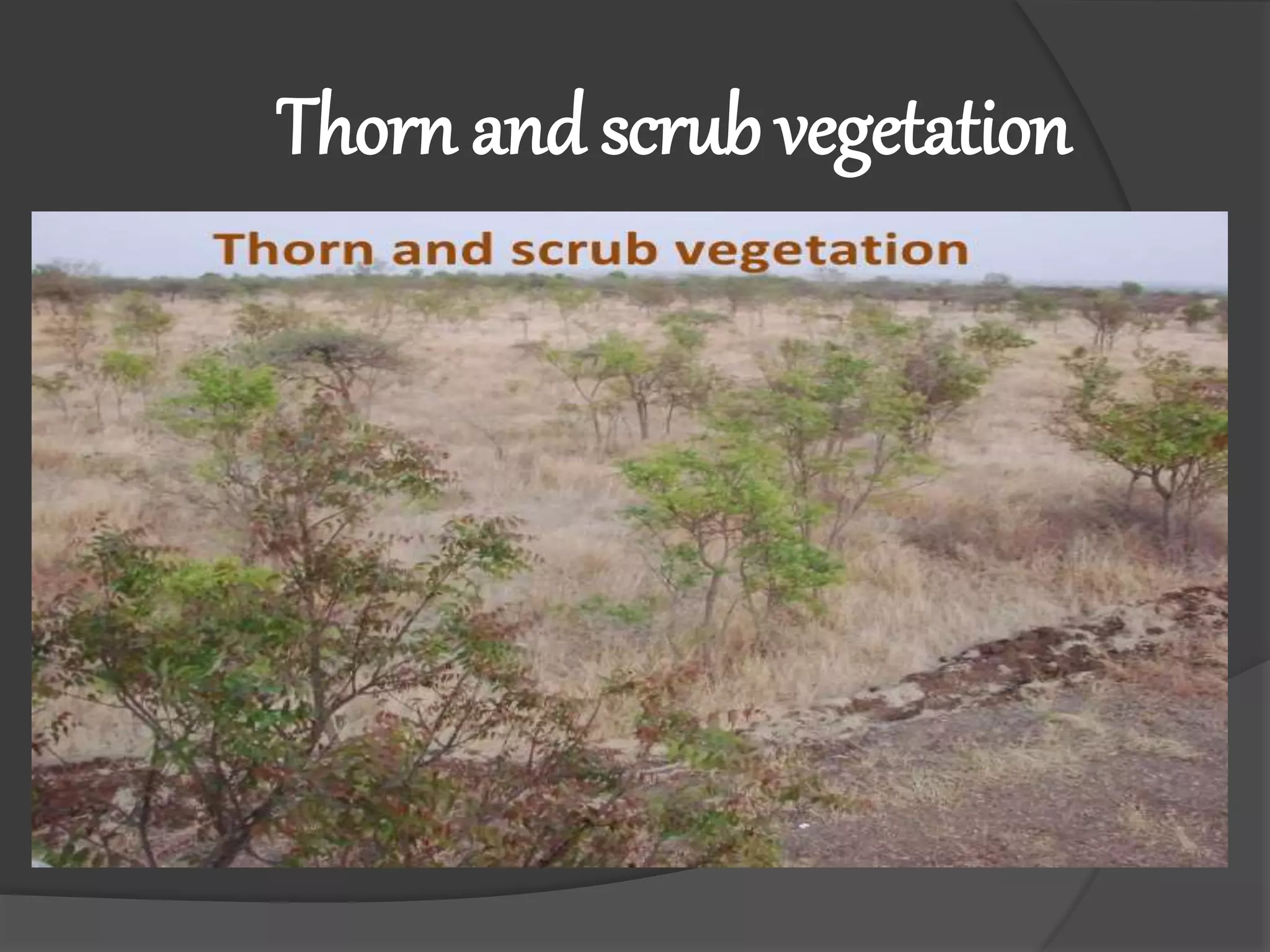 Thorn and scrub vegetation