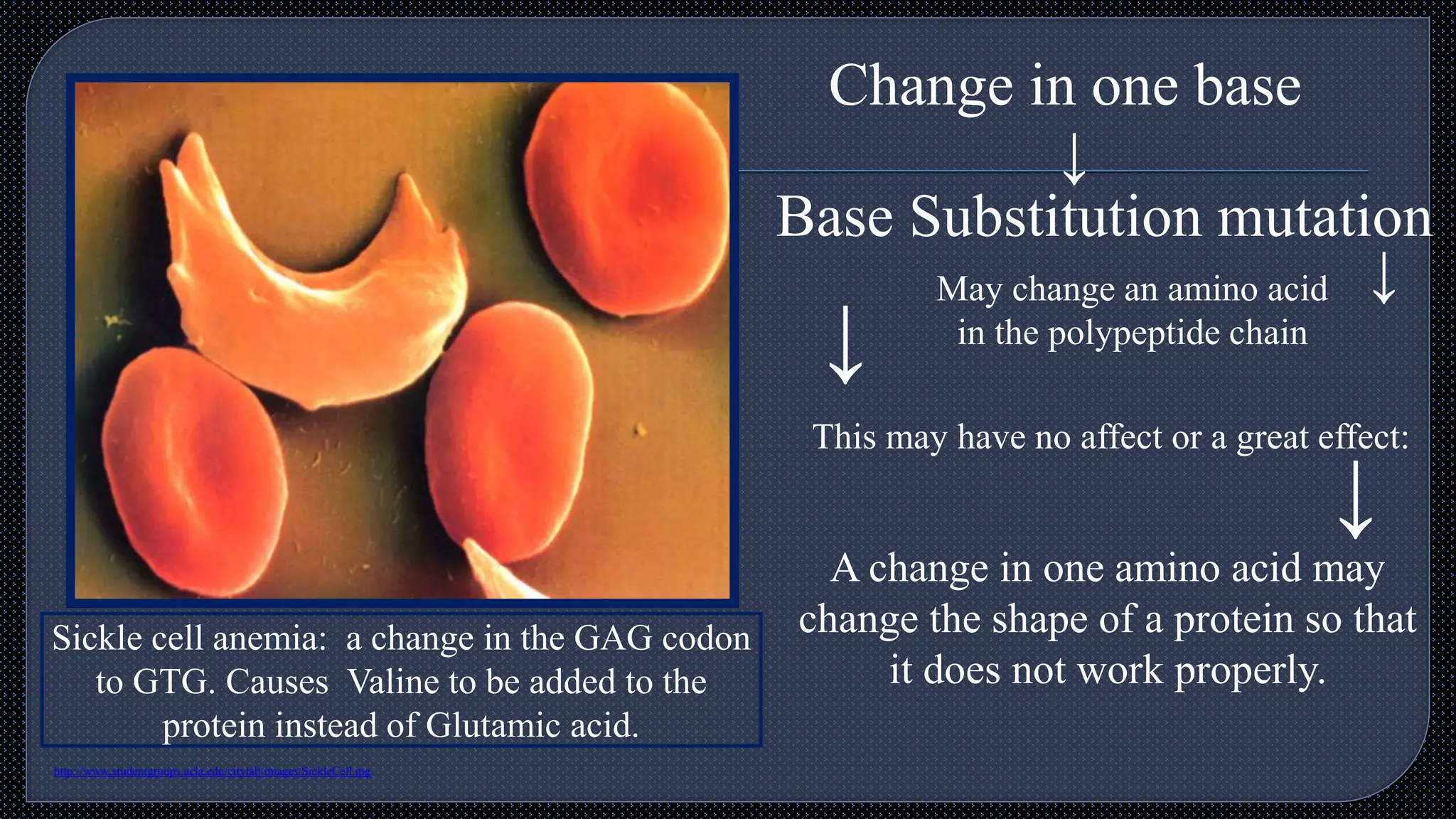 Base Substitution mutation
Change in one base
May change an amino acid
in the polypeptide chain
This may have no affect or a great effect:
A change in one amino acid may
change the shape of a protein so that
it does not work properly.
Sickle cell anemia: a change in the GAG codon
to GTG. Causes Valine to be added to the
protein instead of Glutamic acid.
http://www.studentgroups.ucla.edu/citylab/images/SickleCell.jpg
↓
↓
↓
↓
 