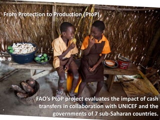 From Protection to Production (PtoP)
.
FAO’s PtoP project evaluates the impact of cash
transfers in collaboration with UNICEF and the
governments of 7 sub-Saharan countries.