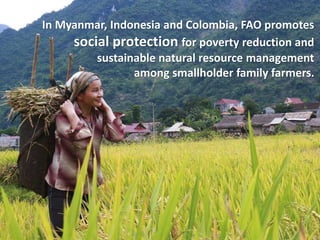 In Myanmar, Indonesia and Colombia, FAO promotes
social protection for poverty reduction and
sustainable natural resource management
among smallholder family farmers.