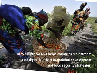 In West Africa, FAO helps countries mainstream
social protection in national development
and food security strategies.