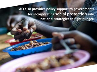 FAO also provides policy support to governments
for incorporating social protection into
national strategies to fight hunger.