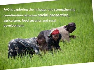 FAO is exploring the linkages and strengthening
coordination between social protection,
agriculture, food security and rural
development.