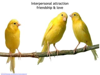 Interpersonal attraction
friendship & love
Image sources
http://www.99hdwallpaper.com/friendship/birds-friendship-wallpaper.html
 