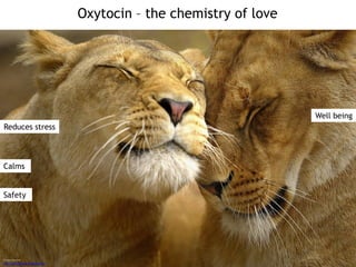Oxytocin – the chemistry of love
Image sources
http://animalhugging.blogspot.gr/
Reduces stress
Calms
Safety
Well being
 