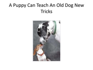 A Puppy Can Teach An Old Dog New Tricks,[object Object]