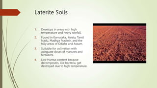 Laterite Soils
1. Develops in areas with high
temperature and heavy rainfall.
2. Found in Karnataka, Kerala, Tamil
Nadu, Madhya Pradesh, and the
hilly areas of Odisha and Assam.
3. Suitable for cultivation with
adequate doses of manures and
fertilizers.
4. Low Humus content because
decomposers, like bacteria, get
destroyed due to high temperature.
 