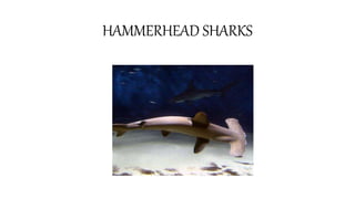 HAMMERHEAD SHARKS
 