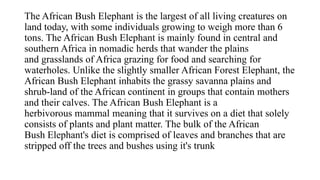 The African Bush Elephant is the largest of all living creatures on
land today, with some individuals growing to weigh more than 6
tons. The African Bush Elephant is mainly found in central and
southern Africa in nomadic herds that wander the plains
and grasslands of Africa grazing for food and searching for
waterholes. Unlike the slightly smaller African Forest Elephant, the
African Bush Elephant inhabits the grassy savanna plains and
shrub-land of the African continent in groups that contain mothers
and their calves. The African Bush Elephant is a
herbivorous mammal meaning that it survives on a diet that solely
consists of plants and plant matter. The bulk of the African
Bush Elephant's diet is comprised of leaves and branches that are
stripped off the trees and bushes using it's trunk
 