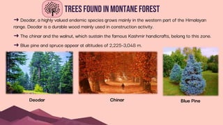 Trees found in MontaneForest
➜ Deodar, a highly valued endemic species grows mainly in the western part of the Himalayan
range. Deodar is a durable wood mainly used in construction activity.
➜ The chinar and the walnut, which sustain the famous Kashmir handicrafts, belong to this zone.
➜ Blue pine and spruce appear at altitudes of 2,225-3,048 m.
Deodar Chinar Blue Pine
 