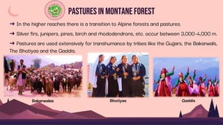 Pasturesin MontaneForest
➜ In the higher reaches there is a transition to Alpine forests and pastures.
➜ Silver firs, junipers, pines, birch and rhododendrons, etc. occur between 3,000-4,000 m.
➜ Pastures are used extensively for transhumance by tribes like the Gujjars, the Bakarwals,
The Bhotiyas and the Gaddis.
Bakarwalas Bhotiyas Gaddis
 