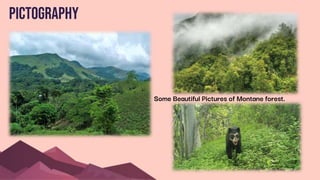 Pictography
Some Beautiful Pictures of Montane forest.
 