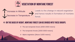 Increase in Altitude
Decrease in Temperature
 On the basis of height, Montane forest can be divided into these Groups:
 The wet temperate forest. [1000-2000 meters]
 The temperate forests. [1500-3000 meters]
 Alpine vegetation. [Above 3,600 meters]
Vegetationof Montaneforest
Leads to the change in natural vegetation
and hence results in formation of montane
forest.
 