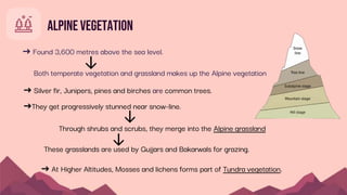 Alpine Vegetation
Both temperate vegetation and grassland makes up the Alpine vegetation
➜ Found 3,600 metres above the sea level.
➜ Silver fir, Junipers, pines and birches are common trees.
➜They get progressively stunned near snow-line.
Through shrubs and scrubs, they merge into the Alpine grassland
These grasslands are used by Gujjars and Bakarwals for grazing.
➜ At Higher Altitudes, Mosses and lichens forms part of Tundra vegetation.
 