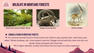 WilDlife In montaneforestS
➜ The common animals found in these forests are Kashmir stag, spotted deer, wild sheep, jack
rabbit, Tibetan antelope, yak, snow leopard, squirrels, Shaggy horned wild ibex, bear and rare red
panda, sheep and goats with thick hair.
▶ Animals found in Montane forests
Mosses and Lichens at higher altitude. Shaggy horned wild Ibex Tibetan Antelope
➜ At higher altitudes, mosses and lichens are form part of tundra vegetation.
 