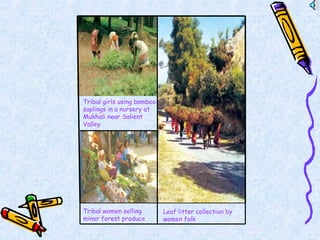 Tribal girls using bamboo
saplings in a nursery at
Mukhali near Salient
Valley
Tribal women selling
minor forest produce
Leaf litter collection by
women folk
 