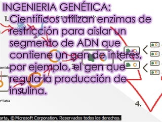 INGENIERIA GENÉTICA: Científicos utilizan enzimas de restricción para aislar un segmento de ADN que contiene un gen de interés, por ejemplo, el gen que regula la producción de insulina.
