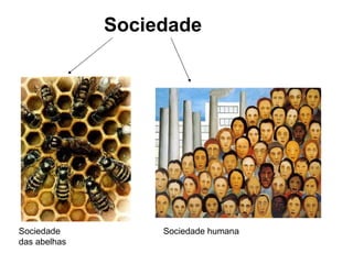 Sociedade Sociedade das abelhas Sociedade humana 