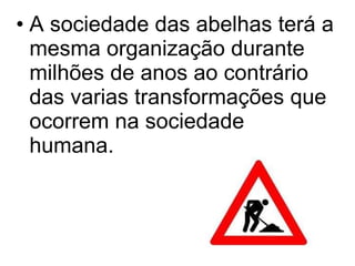 A sociedade das abelhas terá a mesma organização durante milhões de anos ao contrário das varias transformações que ocorrem na sociedade humana.  
