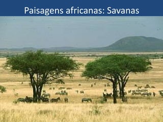 Paisagens africanas: Savanas
 