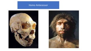 Homo Antecessor
 