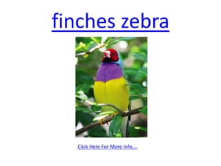 finches zebra  Click Here For More Info…. 