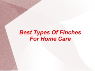 Best Types Of Finches For Home Care 