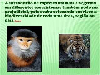 A introdução de espécies animais e vegetais em diferentes ecossistemas também pode ser prejudicial, pois acaba colocando em risco a biodiversidade de toda uma área, região ou país. Damaris 