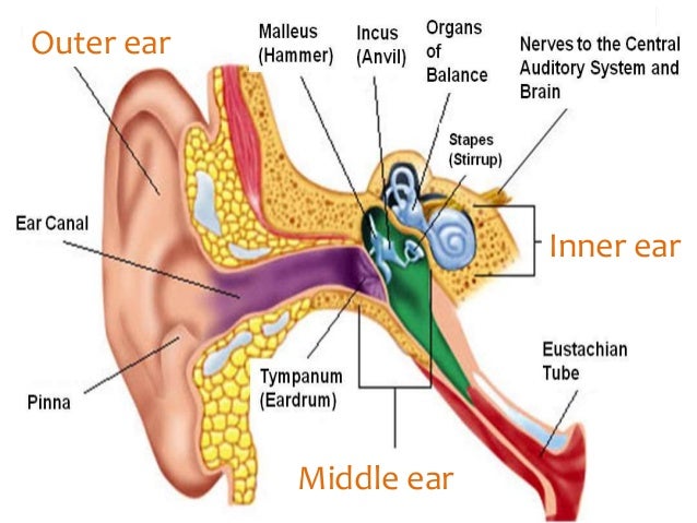 hammer anvil ear hammer anvil ear