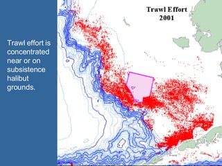 Trawl effort is concentrated near or on subsistence halibut grounds. 