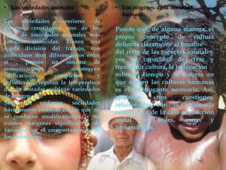 • Las sociedades animales
Las
sociedades
superiores
de
insectos, constituyen uno de los
tipos de sociedades animales más
antiguas conocidas. Tienen una
rígida división del trabajo, con
individuos muy diferenciados entre
sí , poseen un sistema de
comunicación,
construyen
edificaciones
complejas
y
sofisticadas, regulan la temperatura
de sus moradas, cultivan variedades
de hongos, etc.
Son, sin embargo, sociedades
básicamente estáticas en las que no
se producen modificaciones, y no
existen márgenes significativos de
variación en el comportamiento de
los individuos.

• Los orígenes de la sociedad
humana

Puesto que, de alguna manera, el
propio concepto de cultura
delimita claramente al hombre
del resto de las especies animales,
por su capacidad de crear y
transmitir cultura, la indagación
sobre el tiempo y la manera en
que surgen las culturas humanas
es el interrogante necesario. Así,
aparecen
tres
cuestiones,
relacionadas con la influencia
cooperativa de la casa producción
social de útiles, armas y
herramientas.

 