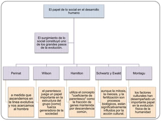 El papel de lo social en el desarrollo
humano

El surgimiento de lo
social constituyó uno
de los grandes pasos
de la evolución.

Perinat

a medida que
ascendemos en
la linea evolutiva
y nos acercamos
al hombre

Wilson

el parentesco
juega un papel
importante en la
estructura del
grupo [como]
fuerza
generadora de la
sociedad

Hamilton

utiliza el concepto
"coeficiente de
parentesco" como
la fracción de
genes mantenida
por descendencia
común,

Schwartz y Ewald

aunque la mitosis,
la meiosis, y la
fertilización son
procesos
biológicos, están
significativamente
influidos por la
acción cultural.

Montagu

los factores
culturales han
desempeñado un
importante papel
en la evolución
física de la
humanidad

 
