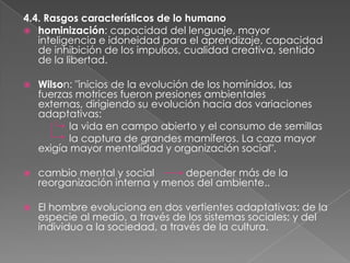 4.4. Rasgos característicos de lo humano
 hominización: capacidad del lenguaje, mayor
inteligencia e idoneidad para el aprendizaje, capacidad
de inhibición de los impulsos, cualidad creativa, sentido
de la libertad.


Wilson: "inicios de la evolución de los homínidos, las
fuerzas motrices fueron presiones ambientales
externas, dirigiendo su evolución hacia dos variaciones
adaptativas:
la vida en campo abierto y el consumo de semillas
la captura de grandes mamíferos. La caza mayor
exigía mayor mentalidad y organización social".



cambio mental y social
depender más de la
reorganización interna y menos del ambiente..



El hombre evoluciona en dos vertientes adaptativas: de la
especie al medio, a través de los sistemas sociales; y del
individuo a la sociedad, a través de la cultura.

 