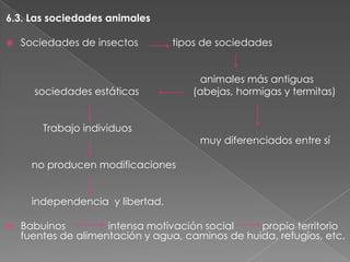 6.3. Las sociedades animales


Sociedades de insectos

tipos de sociedades

sociedades estáticas
Trabajo individuos

animales más antiguas
(abejas, hormigas y termitas)

muy diferenciados entre sí

no producen modificaciones
independencia y libertad.


Babuinos
intensa motivación social
propio territorio
fuentes de alimentación y agua, caminos de huida, refugios, etc.

 