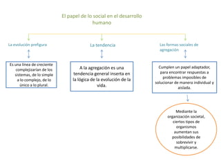 El papel de lo social en el desarrollo
humano

La evolución prefigura

Es una línea de creciente
complejizarían de los
sistemas, de lo simple
a lo complejo, de lo
único a lo plural.

La tendencia

A la agregación es una
tendencia general inserta en
la lógica de la evolución de la
vida.

Las formas sociales de
agregación

Cumplen un papel adaptador,
para encontrar respuestas a
problemas imposibles de
solucionar de manera individual y
aislada.

Mediante la
organización societal,
ciertos tipos de
organismos
aumentan sus
posibilidades de
sobrevivir y
multiplicarse.

 
