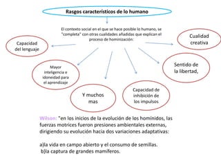 Rasgos característicos de lo humano

Capacidad
del lenguaje

El contexto social en el que se hace posible lo humano, se
"completa" con otras cualidades añadidas que explican el
proceso de hominización:

Cualidad
creativa

Sentido de
la libertad,

Mayor
inteligencia e
idoneidad para
el aprendizaje

Y muchos
mas

Capacidad de
inhibición de
los impulsos

Wilson: "en los inicios de la evolución de los homínidos, las
fuerzas motrices fueron presiones ambientales externas,
dirigiendo su evolución hacia dos variaciones adaptativas:

a)la vida en campo abierto y el consumo de semillas.
b)la captura de grandes mamíferos.

 