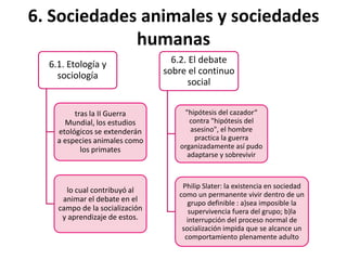 6. Sociedades animales y sociedades
humanas
6.1. Etología y
sociología

6.2. El debate
sobre el continuo
social

tras la II Guerra
Mundial, los estudios
etológicos se extenderán
a especies animales como
los primates

"hipótesis del cazador“
contra "hipótesis del
asesino", el hombre
practica la guerra
organizadamente así pudo
adaptarse y sobrevivir

lo cual contribuyó al
animar el debate en el
campo de la socialización
y aprendizaje de estos.

Philip Slater: la existencia en sociedad
como un permanente vivir dentro de un
grupo definible : a)sea imposible la
supervivencia fuera del grupo; b)la
interrupción del proceso normal de
socialización impida que se alcance un
comportamiento plenamente adulto

 