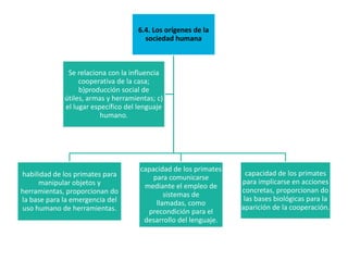 6.4. Los orígenes de la
sociedad humana

Se relaciona con la influencia
cooperativa de la casa;
b)producción social de
útiles, armas y herramientas; c)
el lugar específico del lenguaje
humano.

habilidad de los primates para
manipular objetos y
herramientas, proporcionan do
la base para la emergencia del
uso humano de herramientas.

capacidad de los primates
para comunicarse
mediante el empleo de
sistemas de
llamadas, como
precondición para el
desarrollo del lenguaje.

capacidad de los primates
para implicarse en acciones
concretas, proporcionan do
las bases biológicas para la
aparición de la cooperación.

 