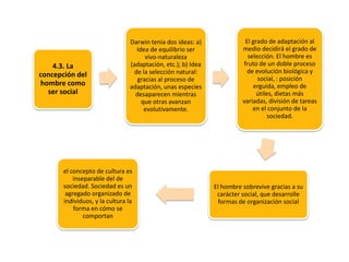4.3. La
concepción del
hombre como
ser social

Darwin tenia dos ideas: a)
Idea de equilibrio ser
vivo-naturaleza
(adaptación, etc.); b) Idea
de la selección natural:
gracias al proceso de
adaptación, unas especies
desaparecen mientras
que otras avanzan
evolutivamente.

el concepto de cultura es
inseparable del de
sociedad. Sociedad es un
agregado organizado de
individuos, y la cultura la
forma en cómo se
comportan

El grado de adaptación al
medio decidirá el grado de
selección. El hombre es
fruto de un doble proceso
de evolución biológica y
social, : posición
erguida, empleo de
útiles, dietas más
variadas, división de tareas
en el conjunto de la
sociedad.

El hombre sobrevive gracias a su
carácter social, que desarrolle
formas de organización social

 