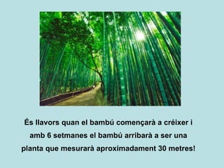 Però ell seguirà fent la seva feina, l'anirà regant, 
protegint, cuidant... amb tendresa, confiança, amb 
paciència, amb amor.... i això ho farà fins a 7 anys! 
 